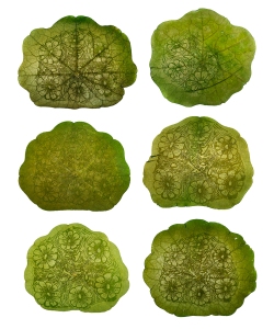 Transplant: Islet of Langerhans grid of 6. 2012, chlorophyll prints from hand-drawn negatives on nasturtium leaves.